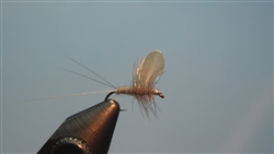 Blue Quill Cut Wing