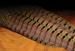 Complete Ringneck Pheasant Tail Rump