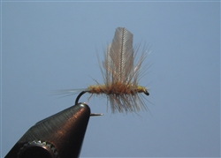 Blue Winged Olive Cut Wing