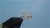 Cranefly, Orange