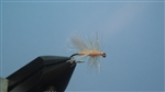 Cranefly, Orange