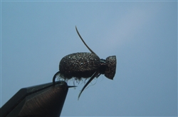 Japaneese Beetle