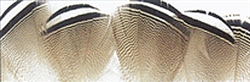 Natural Black and White Woodduck  Feathers