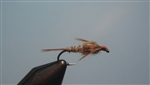 Golden Pheasant Tail